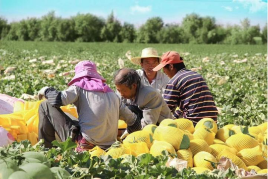 做助农事业的坚定践行者，辛选直播赋能乡村振兴