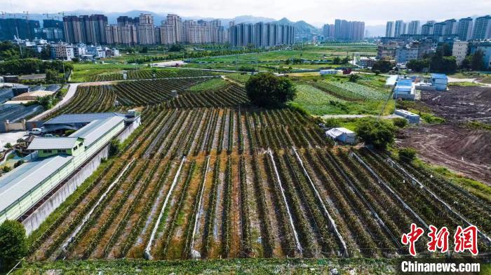 台湾农人深耕大陆乡村：市场很大，也很有潜力