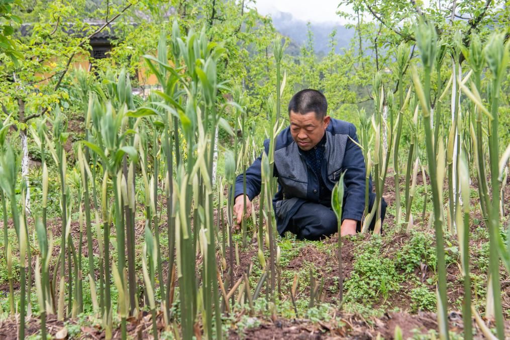 新时代新征程新伟业・习近平总书记关切事丨奔跑吧，我的村寨――重庆华溪村蹲点调研笔记