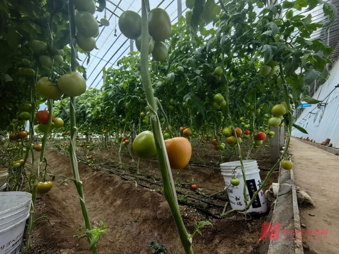 10块钱50棵都没人要！这款餐桌常见菜地头价一度跌至谷底，如今终于涨了